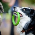 10 Smartest Dogs based on Trainability