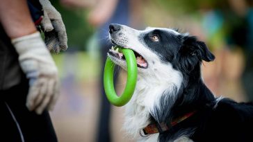 10 Smartest Dogs based on Trainability