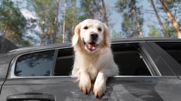 Signs of A Happy Dog