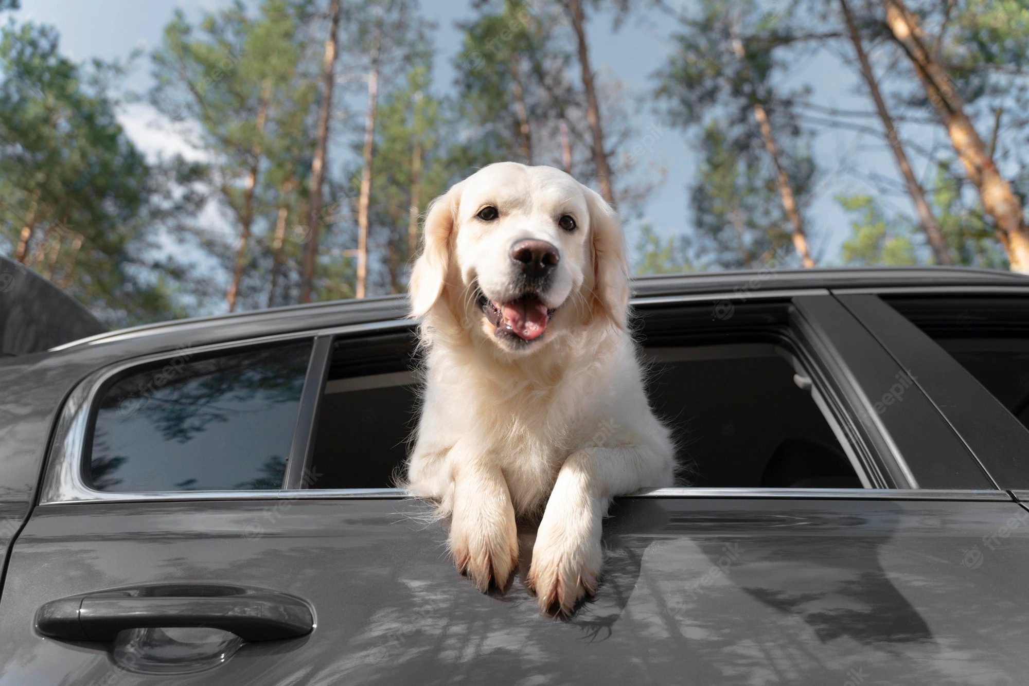 Signs of A Happy Dog