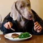 Best Dog Foods