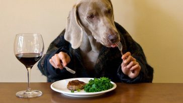 Best Dog Foods