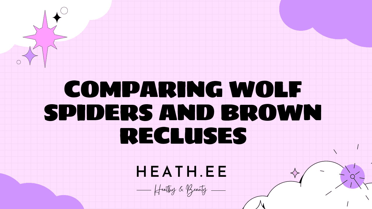 Wolf Spider vs Brown Recluse: An In-depth Comparison - Heathe